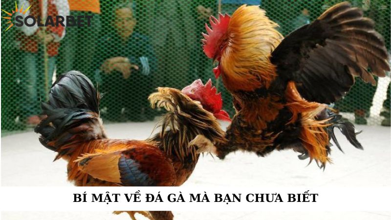 Bật mí về đá gà mà bạn chưa biết