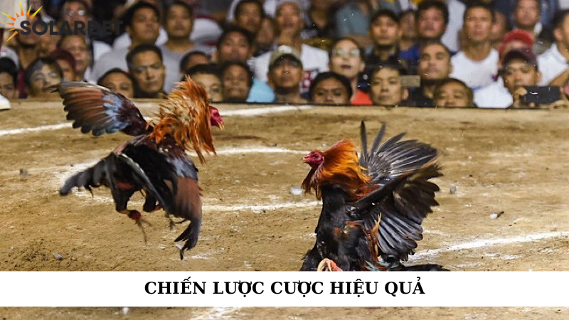 Chiến lược cược hiệu quả