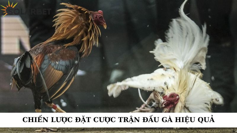 Chiến lược đặt cược trận đấu gà hiệu quả