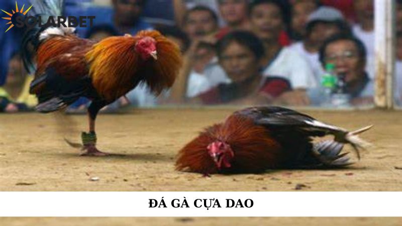 Đá gà cựa dao