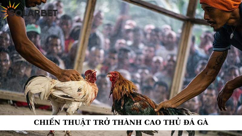 Chiến lược trở thành cao thủ đá gà