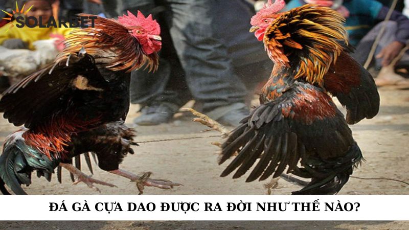 Đá gà cựa dao được ra đời như thế nào?