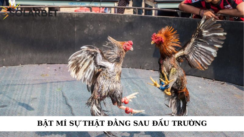 Bật mí sự thật đằng sau đấu trường 