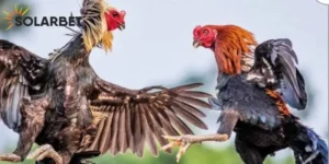Đá Gà Mã Thương – Những Điều Cần Biết Khi Tham Gia