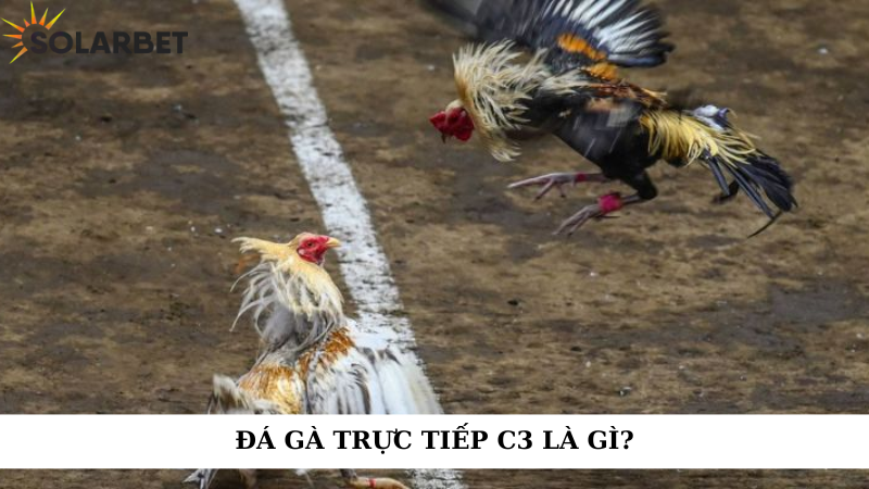 Đá gà trực tiếp C3 là gì?