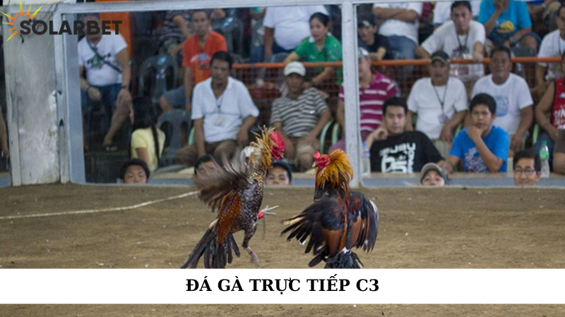 Đá gà trực tiếp C3