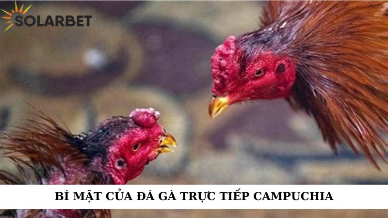 Bí mật của đá gà trực tiếp campuchia