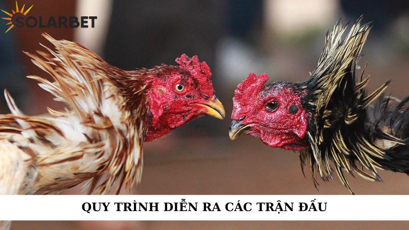 Quy trình diễn ra các trận đấu