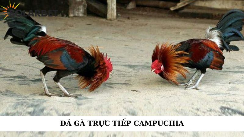 Đá gà trực tiếp campuchia