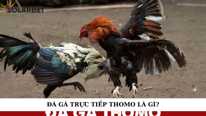 Đá gà trực tiếp Thomo là gì?