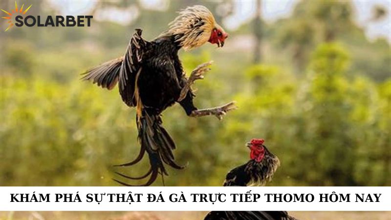 Khám phá sự thật  đá gà trực tiếp thomo hôm nay