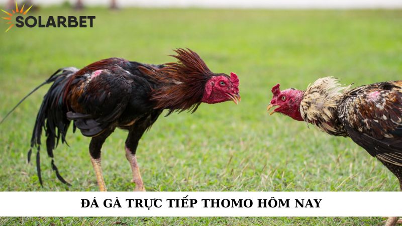 Đá gà trực tiếp thomo hôm nay