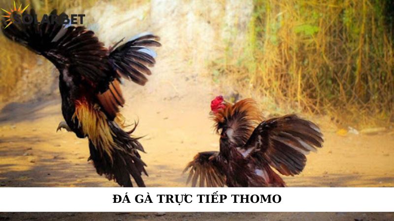 Đá gà trực tiếp Thomo