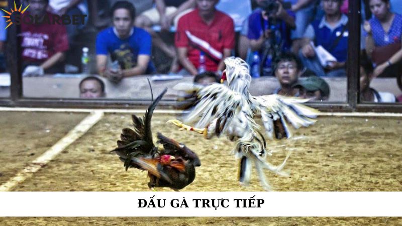 Đá gà trực tiếp