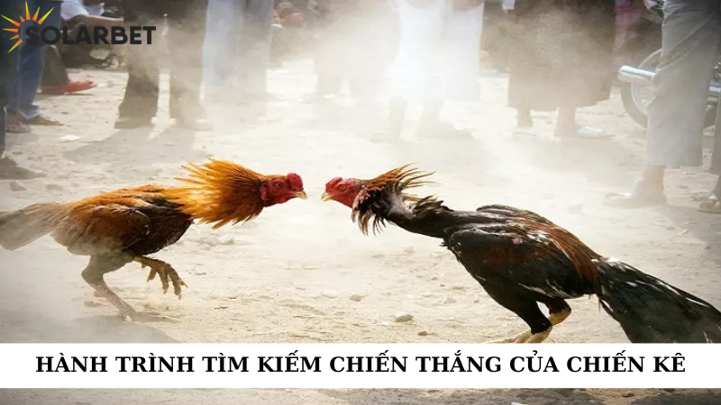 Hành trình tìm kiếm chiến thắng của chiến kê