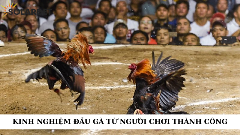 Kinh nghiệm đấu gà từ người chơi thành công