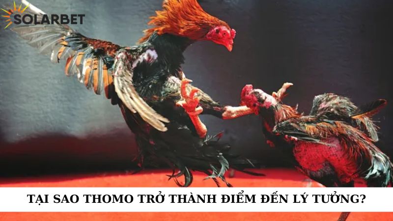 Tại sao Thomo trở thành điểm đến lý tưởng?