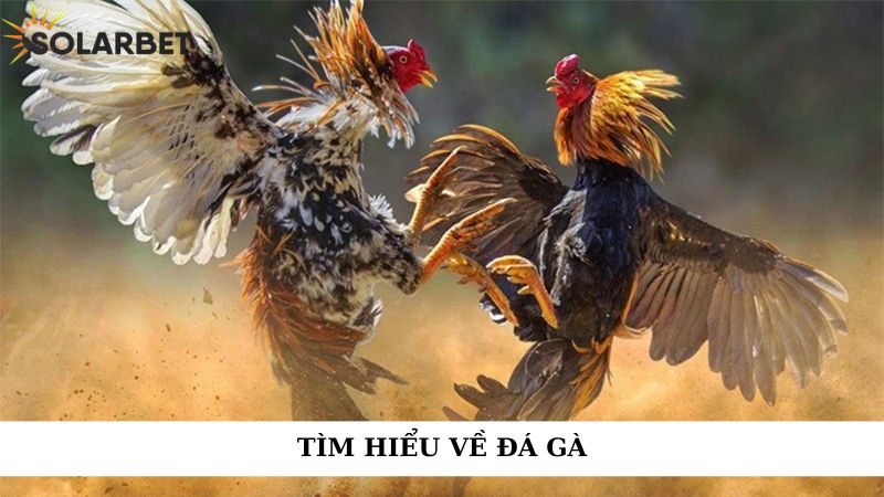 Tìm hiểu về đá gà