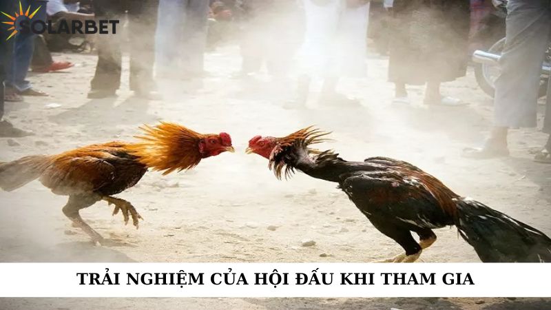 Trải nghiệm của hội đấu khi tham gia