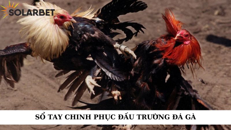 Sổ tay chinh phục đấu trường đá gà