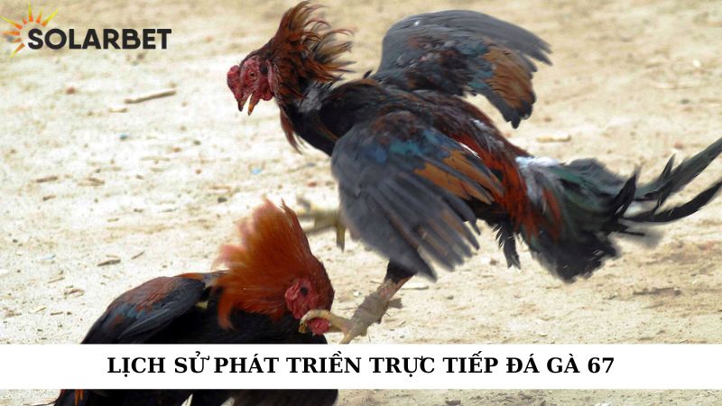 Lịch sử phát triển trực tiếp đá gà 67