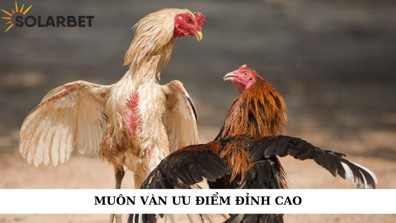 Muôn vàn ưu điểm đỉnh cao