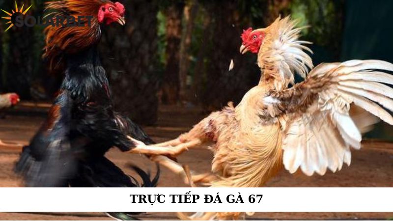 Trực tiếp đá gà 67